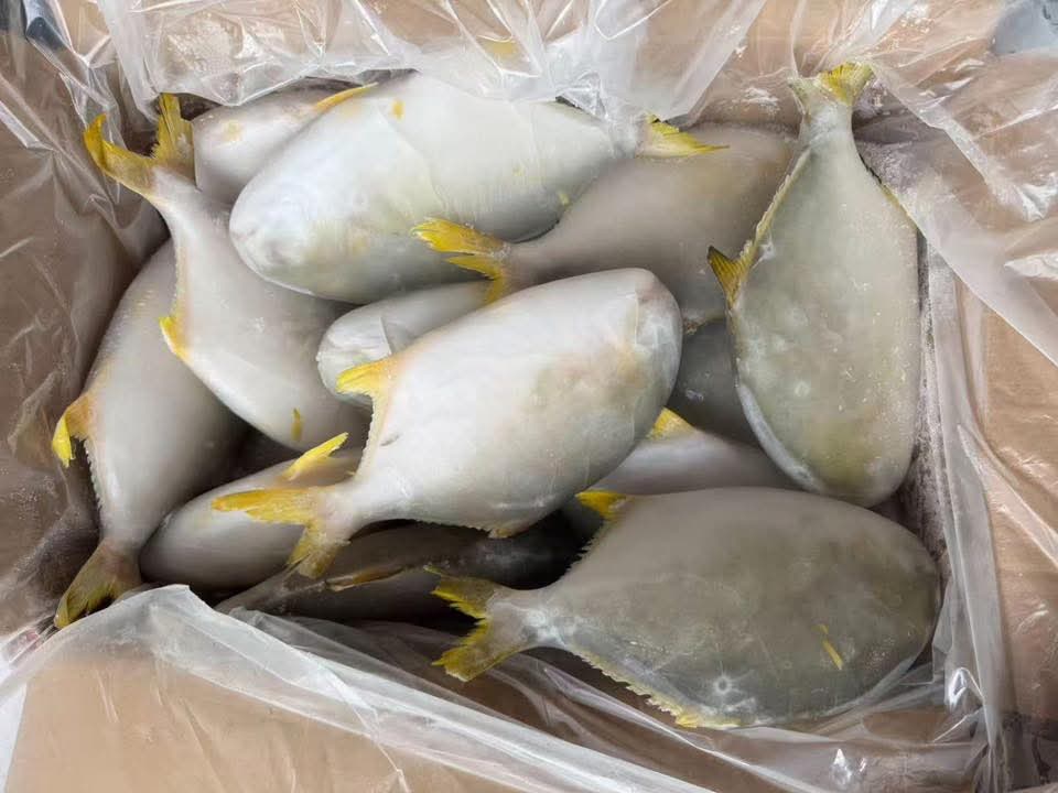 PAMPANO PROMO 5kgs (8-9pcs)