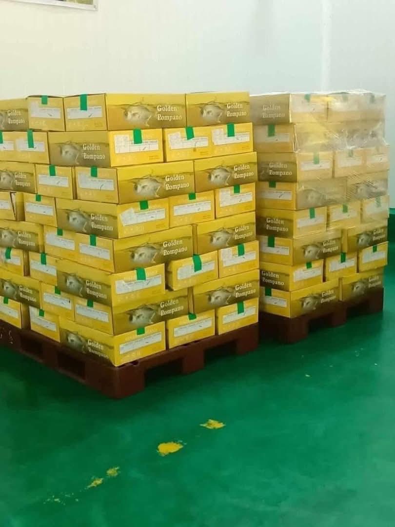 PAMPANO 4-5 📦 10–12 pcs