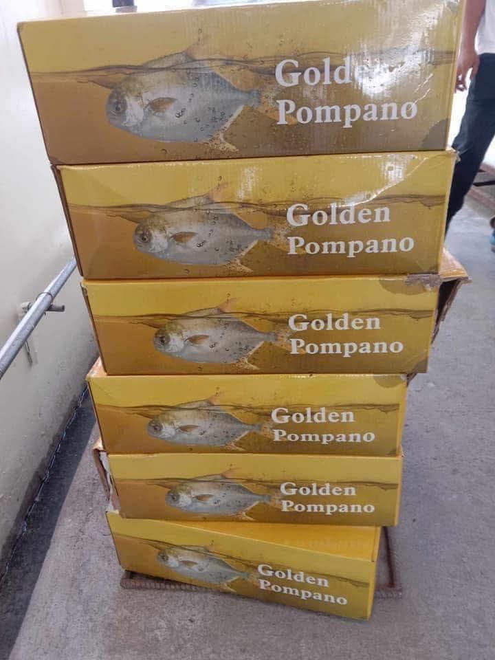PAMPANO 3-4 📦 16–17 pcs