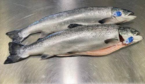 SALMON WHOLE