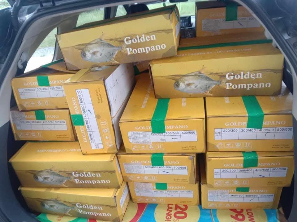 PAMPANO 4-5 📦 14–15 pcs