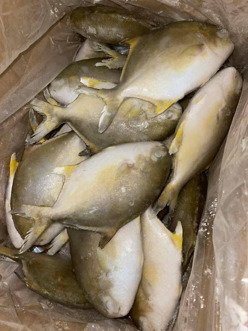 PAMPANO PROMO 3kgs (4-5pcs)